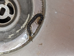 Hemiscolopendra marginata