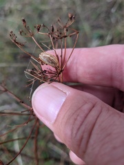 Ferulago galbanifera