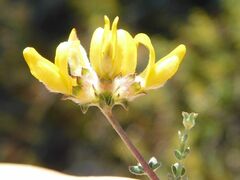 Aspalathus tridentata tridentata