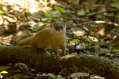 Mustela itatsi