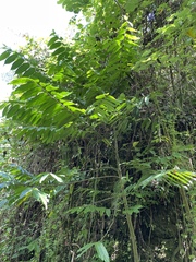 Cananga odorata