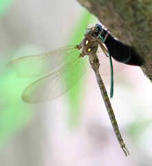 Boyeria vinosa