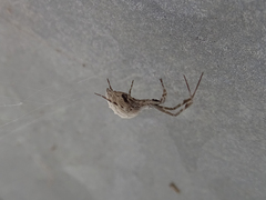 Uloborus walckenaerius