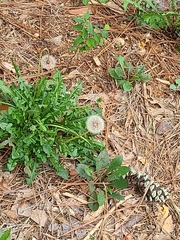 Taraxacum erythrospermum