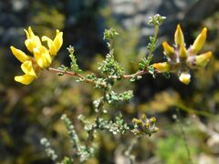 Aspalathus tridentata tridentata