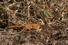 Mustela itatsi