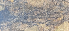 Rhinella
