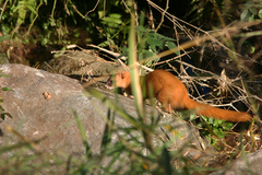 Mustela itatsi