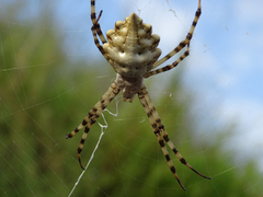 Argiope lobata