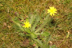 Hypochaeris radicata