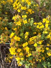 Chaetolepis microphylla