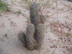 Mammillaria capensis