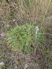 Ptilostemon echinocephalus