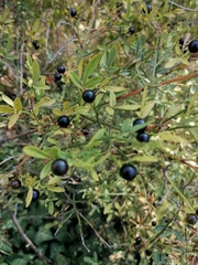 Chrysojasminum fruticans