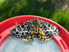 Arichanna melanaria