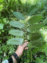 Cananga odorata