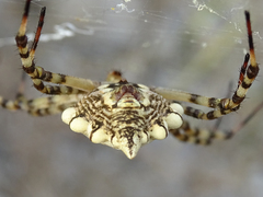Argiope lobata