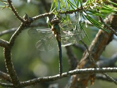 Somatochlora arctica