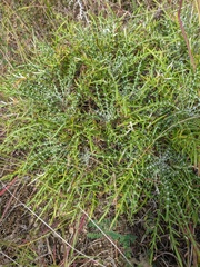 Ptilostemon echinocephalus