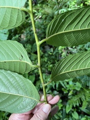 Cananga odorata