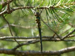 Somatochlora arctica