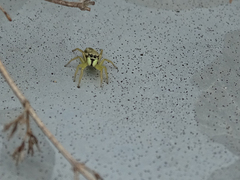 Heliophanus equester