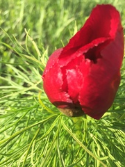 Paeonia tenuifolia