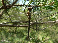 Somatochlora arctica