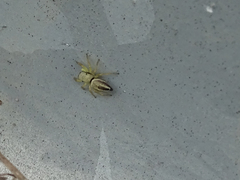 Heliophanus equester