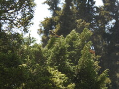 Phoenicurus erythronotus