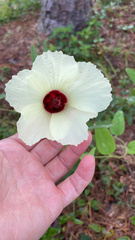Hibiscus aculeatus