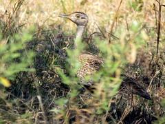 Eupodotis ruficrista