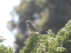 Phoenicurus erythronotus