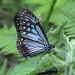Parantica melaneus - Photo (c) John Howes, μερικά δικαιώματα διατηρούνται (CC BY-NC)