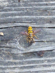 Milesia virginiensis