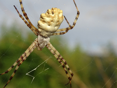 Argiope lobata