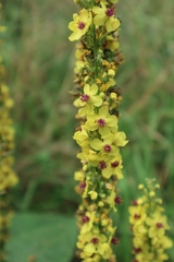 Verbascum nigrum