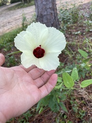Hibiscus aculeatus