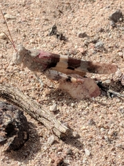 Trimerotropis latifasciata