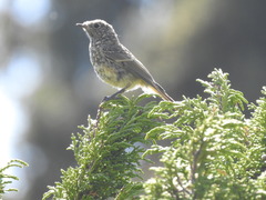 Phoenicurus erythronotus