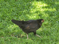 Gallus gallus domesticus
