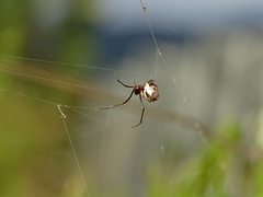 Argyrodes argyrodes