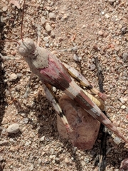 Trimerotropis latifasciata