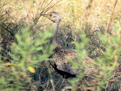 Eupodotis ruficrista