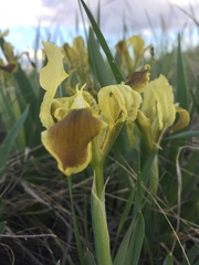 Iris pumila