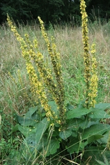 Verbascum nigrum