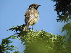 Phoenicurus erythronotus