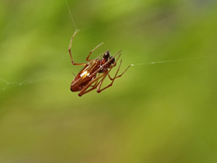 Argyrodes argyrodes