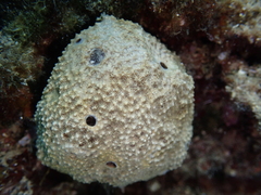 Irciniidae