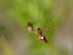 Argyrodes argyrodes